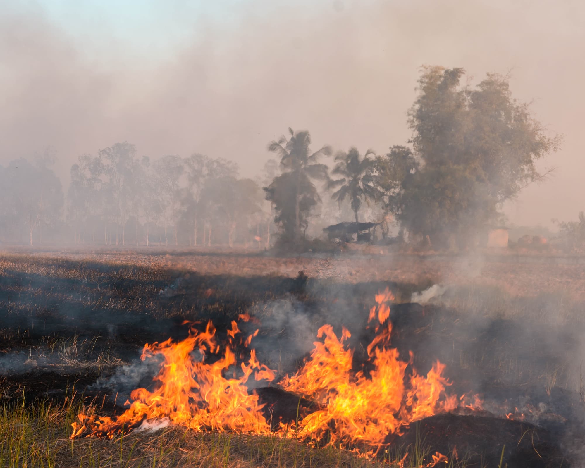 Open-field rice straw burning