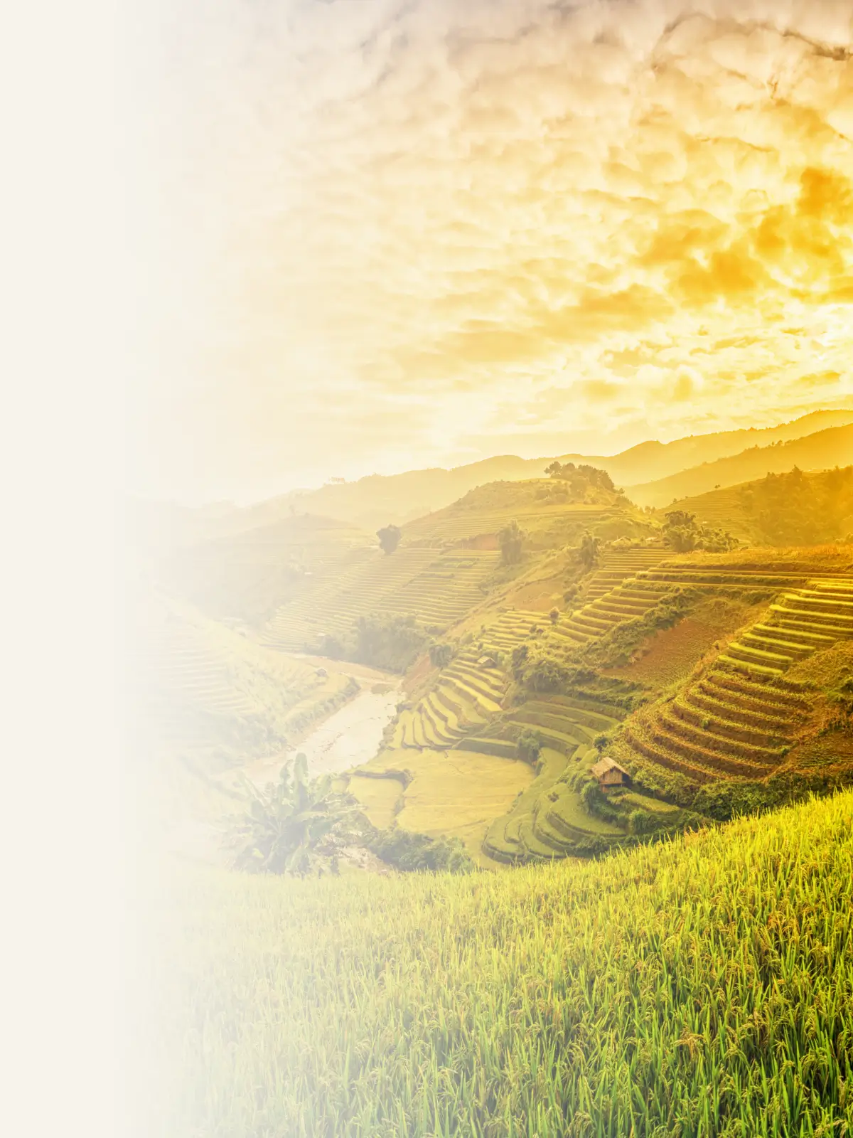 Ulstraw rice straw work in Vietnam