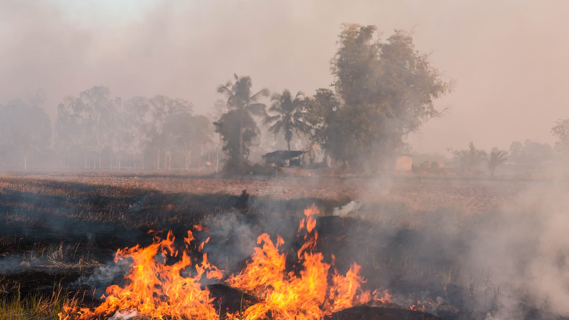 NAM-TURAL-ECO-FIRELIGHTERS,-Fire-Starter-Made-from-Rice-Straw-in-Vietnam-burning-rice-straw