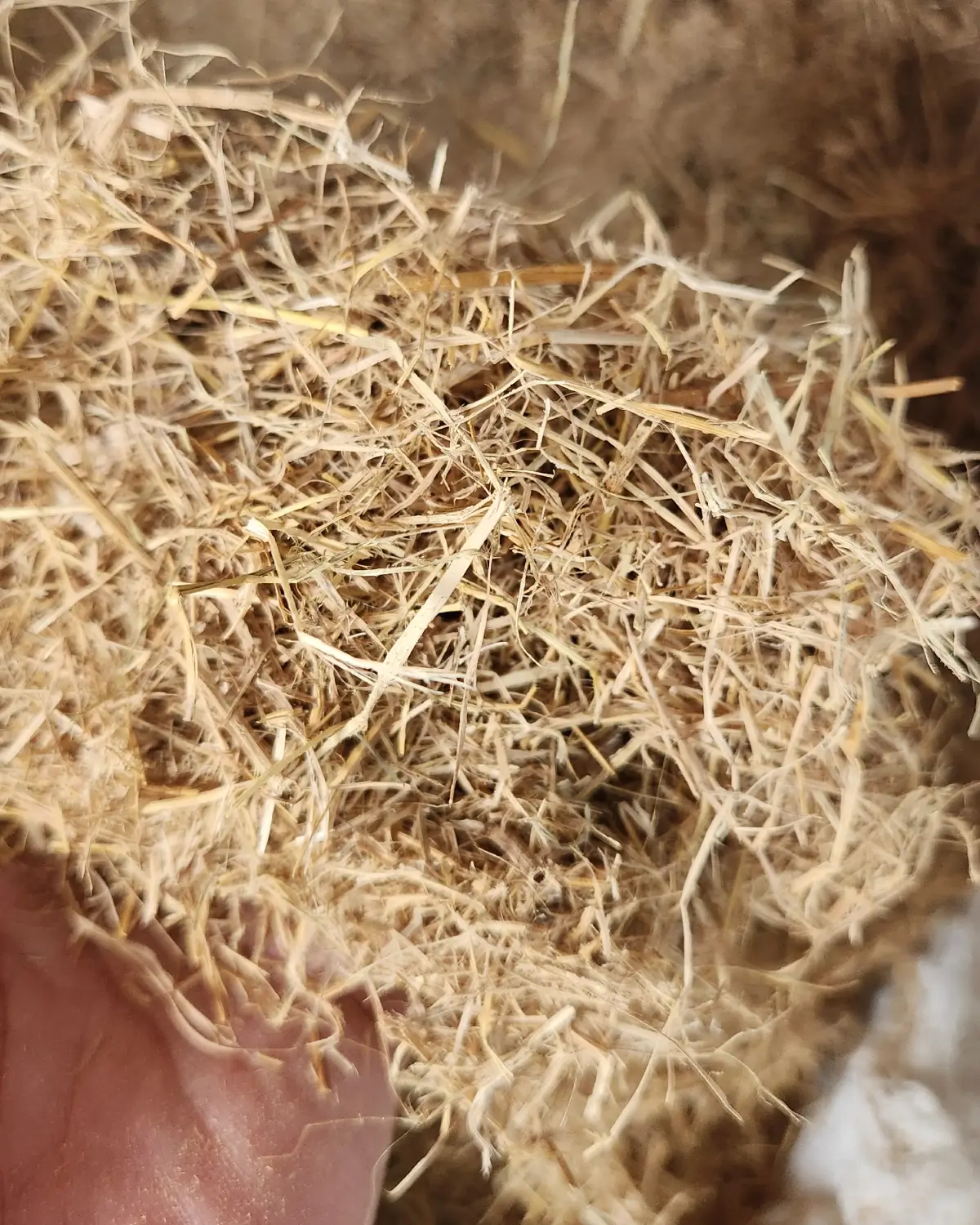 Drying and sorting rice straw