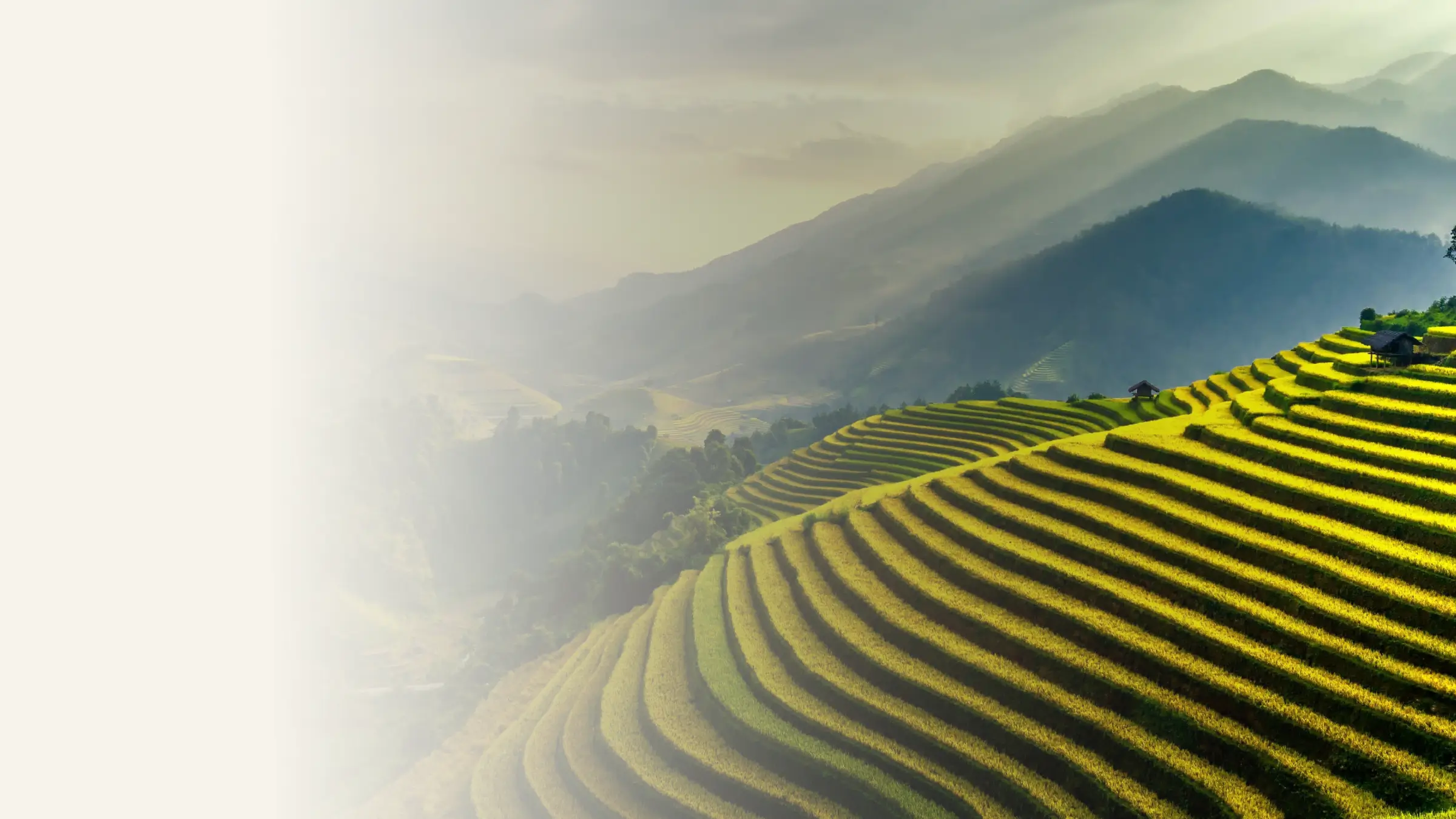 Sunlit terraced rice fields in Vietnam